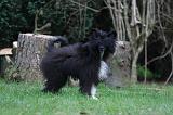 CHIEN NU CHINOIS 248